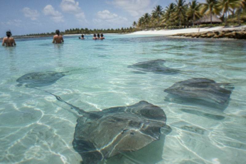 Sharks And Stingrays Swim