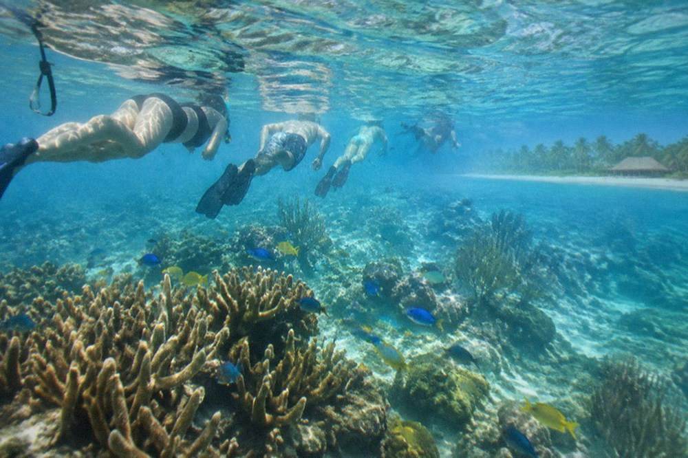 Snorkelers floating over a coral reef in clear blue water with visible fish below the surface