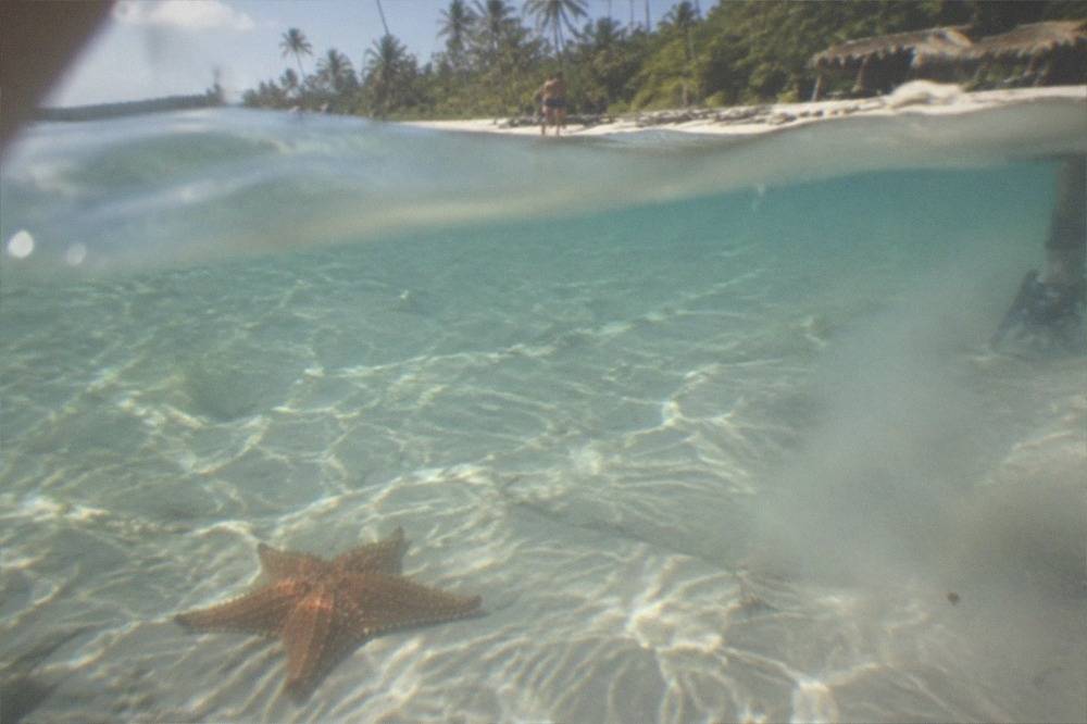 A starfish resting on the sandy seabed in clear shallow water
